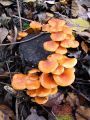 panjevka_zimska_c_Flammulina_velutipes_2012_11240013.jpg