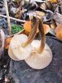 panjevka_zimska_d_Flammulina_velutipes_2012_11240014.jpg