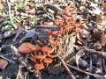 panjevka_zimska_e_Flammulina_velutipes_2012_11280037.jpg
