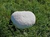 plesivka_orjaska_ba_Calvatia_gigantea_IMG_9200.JPG