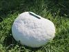 plesivka_orjaska_bb_Calvatia_gigantea_IMG_9192.JPG