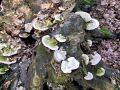 Filename=ploskocevka_grbasta_a_Trametes_gibbosa_2013_01120041.jpg
Filesize=347KB
Dimensions=900x675
Date added=Nov 14, 2013 ploskocevka_grbasta_a_Trametes_gibbosa_2013_01120041.jpg