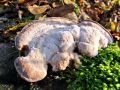 Filename=ploskocevka_grbasta_c_Trametes_gibbosa_2012_11180014.jpg
Filesize=263KB
Dimensions=900x675
Date added=Nov 14, 2013 ploskocevka_grbasta_c_Trametes_gibbosa_2012_11180014.jpg