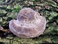 Filename=ploskocevka_grbasta_d_Trametes_gibbosa_2012_11080005.jpg
Filesize=244KB
Dimensions=900x675
Date added=Nov 14, 2013 ploskocevka_grbasta_d_Trametes_gibbosa_2012_11080005.jpg