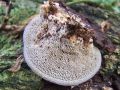 Filename=ploskocevka_grbasta_e_Trametes_gibbosa_2012_11080007.jpg
Filesize=261KB
Dimensions=900x675
Date added=Nov 14, 2013 ploskocevka_grbasta_e_Trametes_gibbosa_2012_11080007.jpg