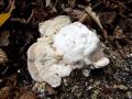ploskocevka_grbasta_g_Trametes_gibbosa_2012_10110058.jpg