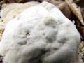 ploskocevka_grbasta_h_Trametes_gibbosa_2012_10110059.jpg