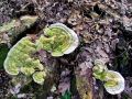 Filename=ploskocevka_grbasta_i_Trametes_gibbosa_2013_01120039.jpg
Filesize=374KB
Dimensions=900x675
Date added=Nov 14, 2013 ploskocevka_grbasta_i_Trametes_gibbosa_2013_01120039.jpg