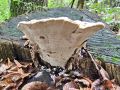 ploskocevka_grbasta_l_Trametes_gibbosa_2013_09140006.jpg