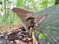 ploskocevka_grbasta_m_Trametes_gibbosa_2013_10020036.jpg