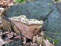ploskocevka_grbasta_n_Trametes_gibbosa_2014_01180016.jpg