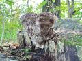 ploskocevka_grbasta_o_Trametes_gibbosa_2014_11050054.jpg