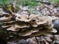 ploskocevka_kolobarcasta_a_Trametes_ochracea_2010_07290036.jpg