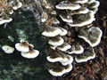ploskocevka_pisana_b_Trametes_versicolor_2009_09240099.JPG