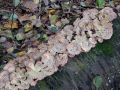 ploskocevka_pisana_d_Trametes_versicolor_2012_11080046.jpg