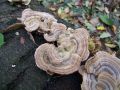 ploskocevka_pisana_e_Trametes_versicolor_2012_11080047.jpg