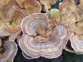 ploskocevka_pisana_f_Trametes_versicolor_2012_11070032.jpg