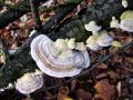 ploskocevka_puhasta_a_Trametes_pubescens_2013_11160018.jpg