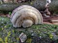 ploskocevka_puhasta_b_Trametes_pubescens_2013_01120023.jpg