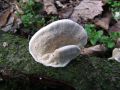 ploskocevka_puhasta_c_Trametes_pubescens_2013_01120024.jpg
