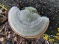 ploskocevka_puhasta_d_Trametes_pubescens_2013_01120027.jpg