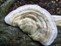 ploskocevka_puhasta_e_Trametes_pubescens_2012_11080053.jpg