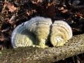 ploskocevka_puhasta_f_Trametes_pubescens_2012_11280042.jpg