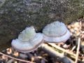 ploskocevka_puhasta_g_Trametes_pubescens_2013_01120018.jpg