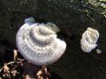 ploskocevka_puhasta_h_Trametes_pubescens_2013_01120021.jpg