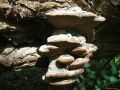 Filename=plutac_vrbov_a_Phellinus_igniarius_2010_04290030.jpg
Filesize=225KB
Dimensions=900x675
Date added=Oct 27, 2010 plutac_vrbov_a_Phellinus_igniarius_2010_04290030.jpg