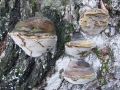 plutac_vrbov_c_Phellinus_igniarius_2010_06050027.jpg
