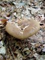 podvihanec_zametni_a_Tapinella_atrotomentosa_2011_10050011.jpg