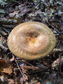 podvihanka_navadna_a_Paxillus_involutus_2009_09240044.JPG