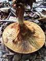 podvihanka_navadna_b_Paxillus_involutus_2009_09240045.JPG