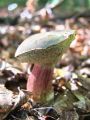 polstenec_poprhnjeni_a_Xerocomellus_pruinatus_2012_09280003.jpg