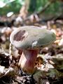 polstenec_poprhnjeni_b_Xerocomellus_pruinatus_2012_09280004.jpg