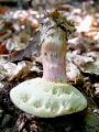 polstenec_poprhnjeni_c_Xerocomellus_pruinatus_2012_09280005.jpg