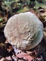 polstenec_rdecebetni_b_Xerocomellus_chrysenteron_2012_10040039.jpg
