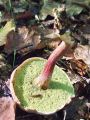 polstenec_rdecebetni_d_Xerocomellus_chrysenteron_2012_10040038.jpg