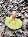 polstenec_topotrosni_b_Xerocomellus_porosporus_2009_09290004.JPG