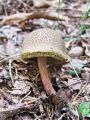 polstenec_topotrosni_c_Xerocomellus_porosporus_2012_10010072a.jpg