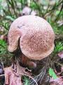 polstenec_topotrosni_d_Xerocomellus_porosporus_2012_10010069a.jpg