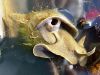 Filename=polz_3_03_Mlakar_veliki_bd_Lymnaea_stagnalis_DSC02680a.jpg
Filesize=316KB
Dimensions=900x675
Date added=Feb 20, 2018 polz_3_03_Mlakar_veliki_bd_Lymnaea_stagnalis_DSC02680a.jpg