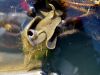 Filename=polz_3_03_Mlakar_veliki_be_Lymnaea_stagnalis_DSC02680.JPG
Filesize=310KB
Dimensions=900x675
Date added=Feb 25, 2018 polz_3_03_Mlakar_veliki_be_Lymnaea_stagnalis_DSC02680.JPG