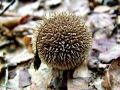 Filename=prasnica_jezasta_b_Lycoperdon_echinatum_2013_10050014.jpg
Filesize=246KB
Dimensions=900x675
Date added=Nov 03, 2013 prasnica_jezasta_b_Lycoperdon_echinatum_2013_10050014.jpg