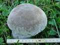 Filename=prasnica_senozetna_b_Lycoperdon_utriforme_DSC03638a.jpg
Filesize=279KB
Dimensions=900x675
Date added=Jan 07, 2010 prasnica_senozetna_b_Lycoperdon_utriforme_DSC03638a.jpg