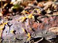 Filename=rozicek_rogasti_b_Calocera_cornea_2012_10220011.jpg
Filesize=300KB
Dimensions=900x675
Date added=Oct 25, 2012 rozicek_rogasti_b_Calocera_cornea_2012_10220011.jpg