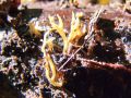 Filename=rozicek_rogasti_c_Calocera_cornea_2012_10220012.jpg
Filesize=279KB
Dimensions=900x675
Date added=Oct 25, 2012 rozicek_rogasti_c_Calocera_cornea_2012_10220012.jpg