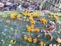 Filename=rozicek_rogasti_d_Calocera_cornea_2012_11280018.jpg
Filesize=309KB
Dimensions=900x675
Date added=Dec 15, 2012 rozicek_rogasti_d_Calocera_cornea_2012_11280018.jpg