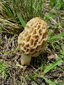 smrcek_uzitni_mavrah_b_Morchella_esculenta_DSC03836.jpg